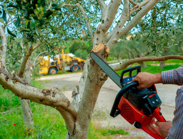 Best Local Tree Services  in USA